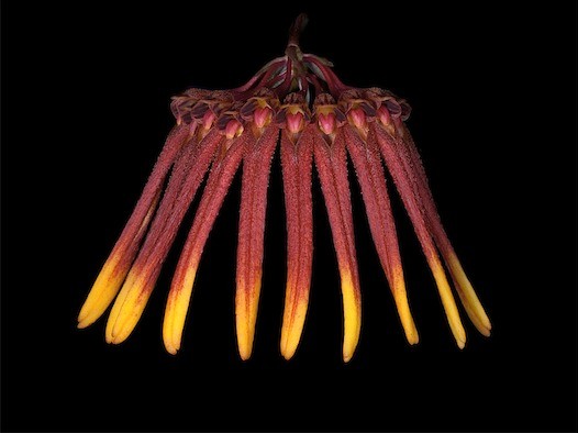 Rhytionanthos aemulum